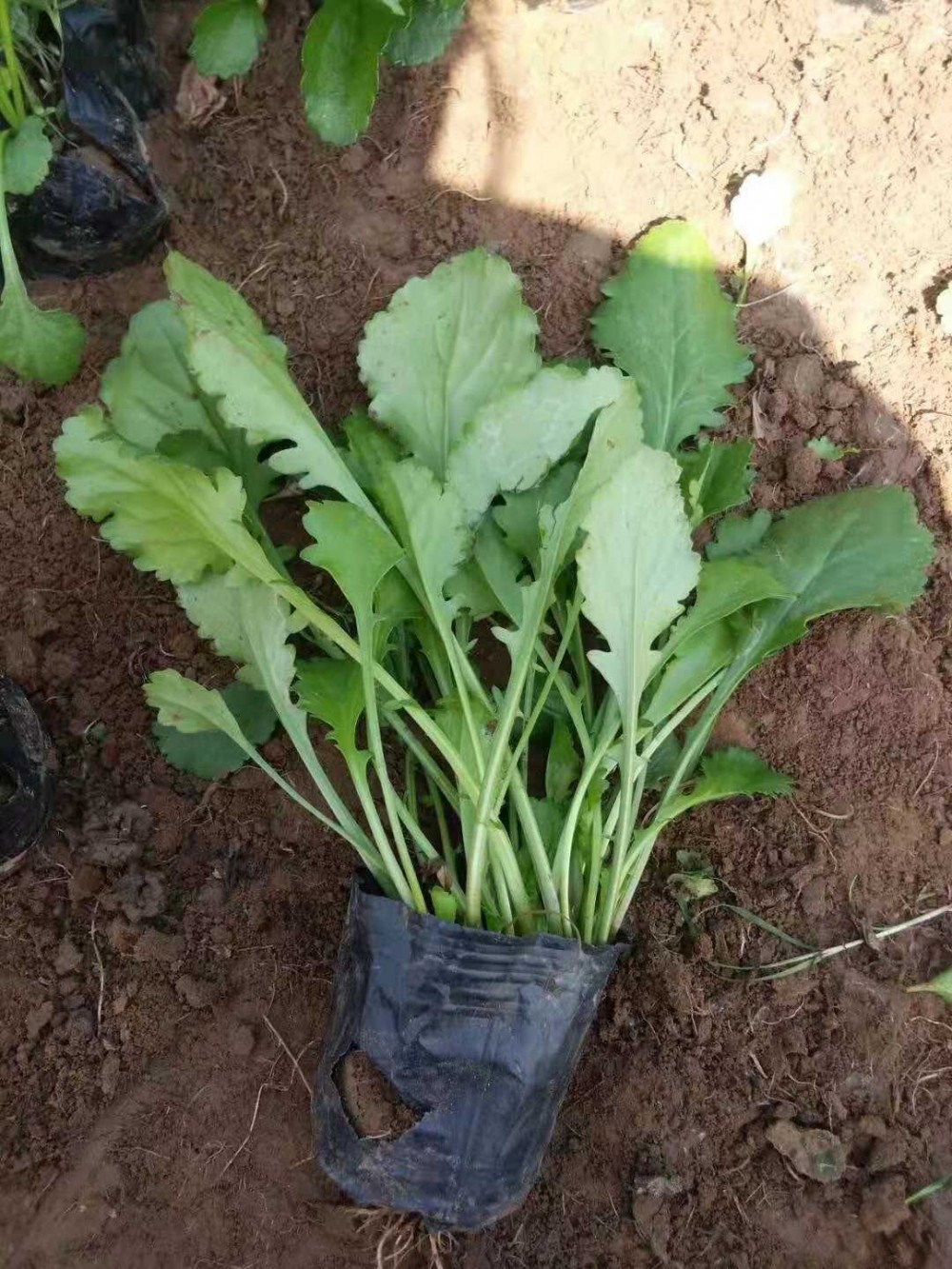 青州大滨菊种植基地  大滨菊质量
