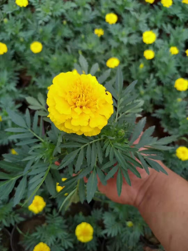 山东孔雀草批发价格  青州孔雀草种植基地  孔雀草供应商