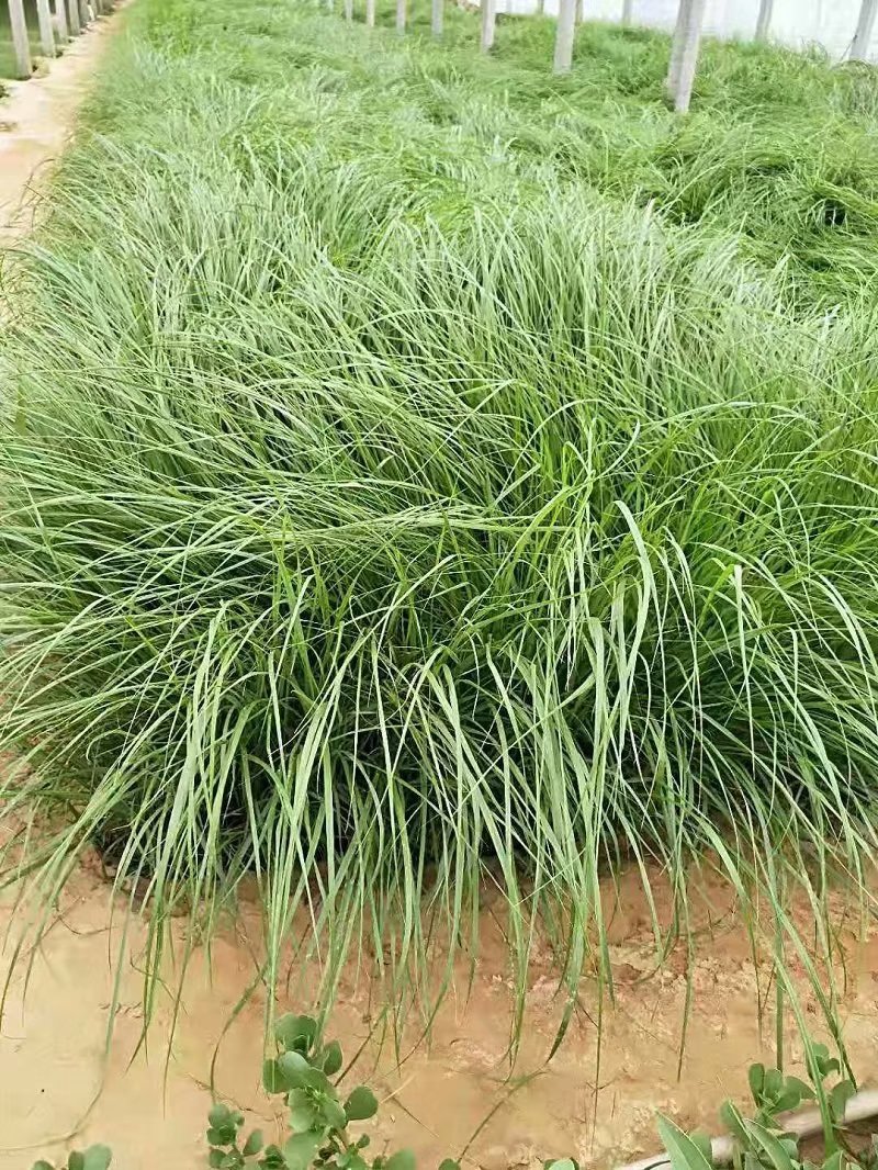 山东白穗狼尾草批发价格  青州白穗狼尾草种植基地  狼尾草供应商