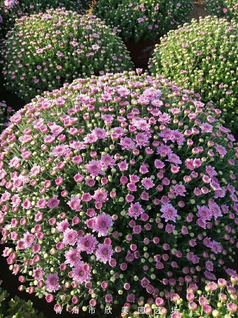 多头千头菊批发商  千头菊价格  多头千头菊基地直销