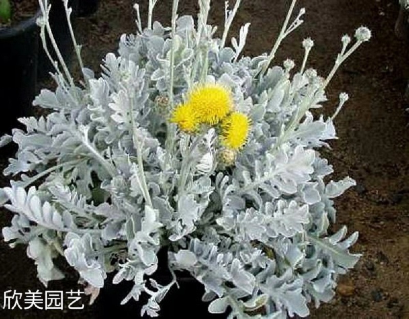 批发银叶菊 银叶菊价格 工程园林绿化苗银叶菊