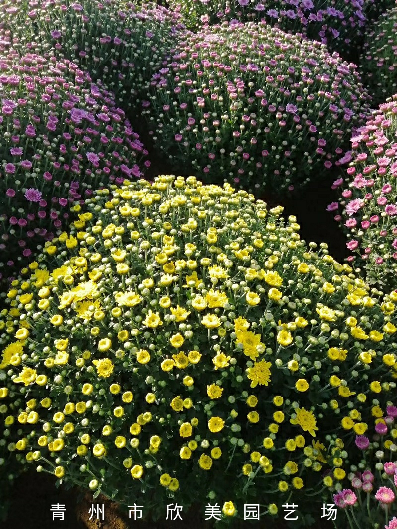 山东大菊花批发价格  青州大菊种植基地  大菊花供应商