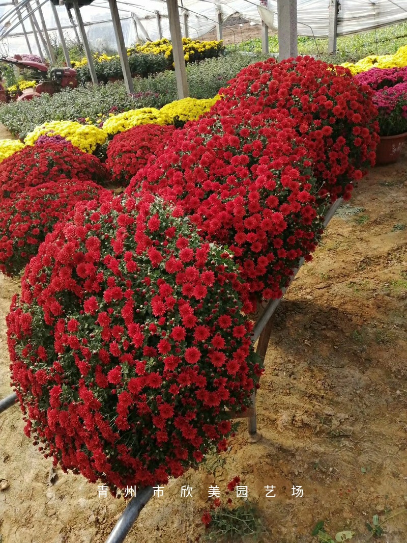 国庆菊 国庆菊价格 山东国庆菊 欣美园艺