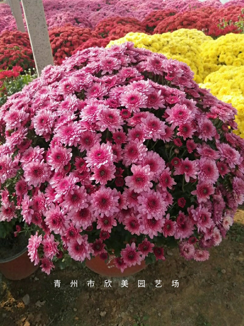 山东潍坊国庆菊 青州花卉草本国庆菊 大量批发便宜国庆菊