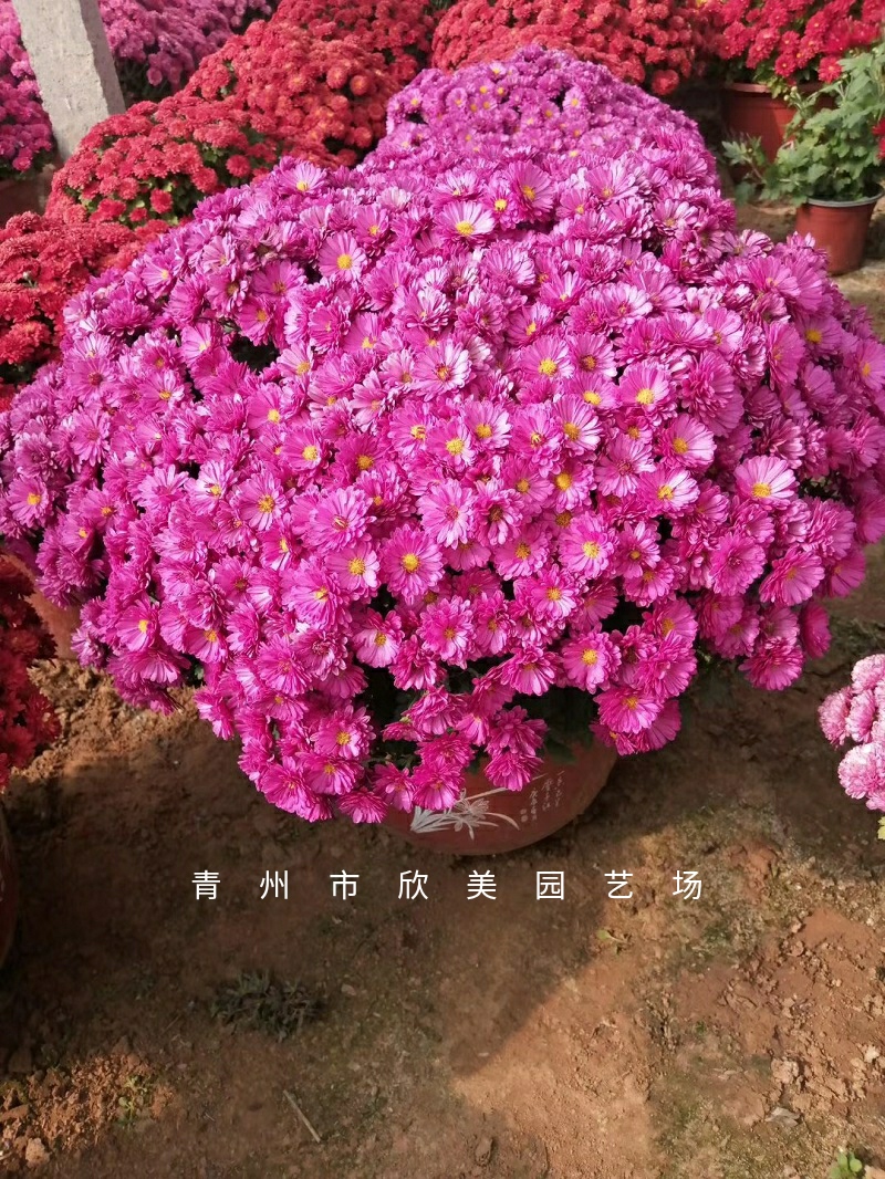 国庆菊 青州花卉批发盆栽大菊花苗价格 造型菊花