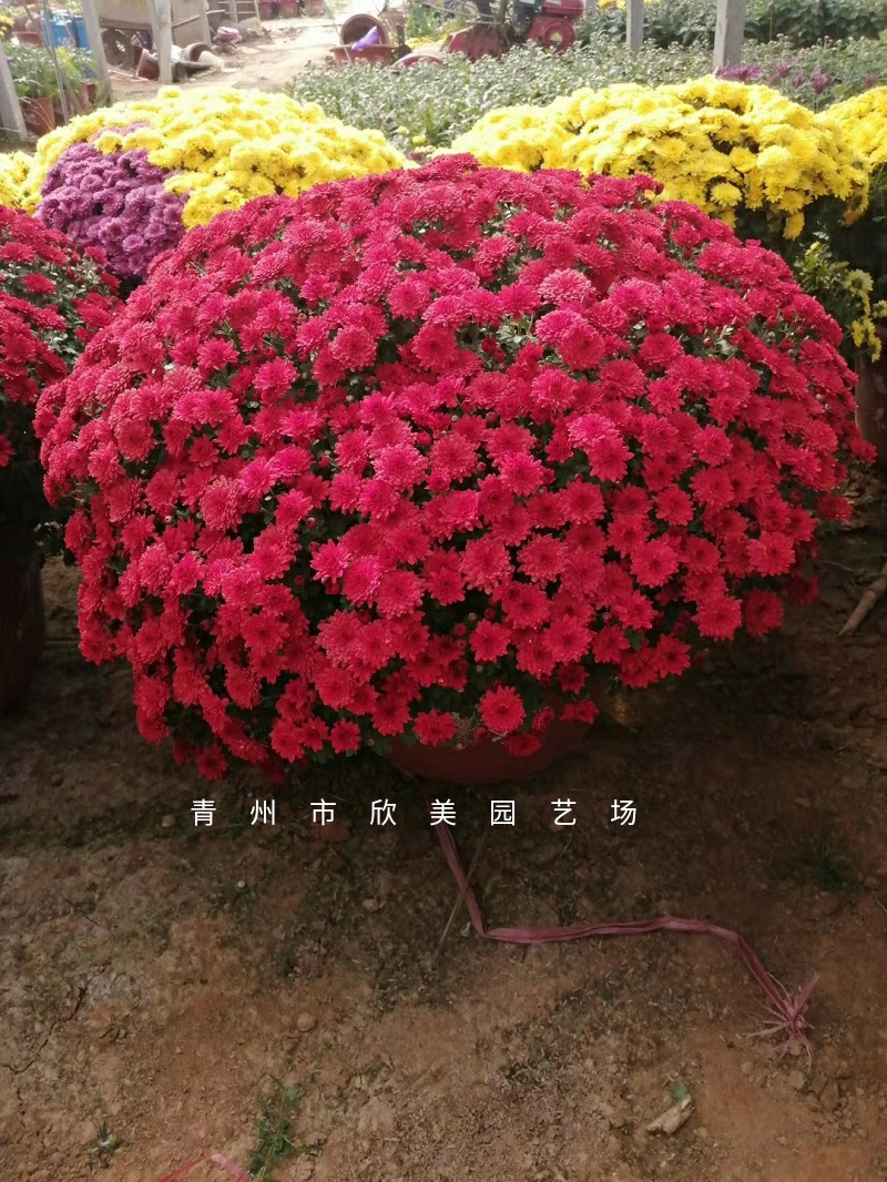 多种颜色九月菊 秋季租摆千头菊盆栽 国庆菊基地自销