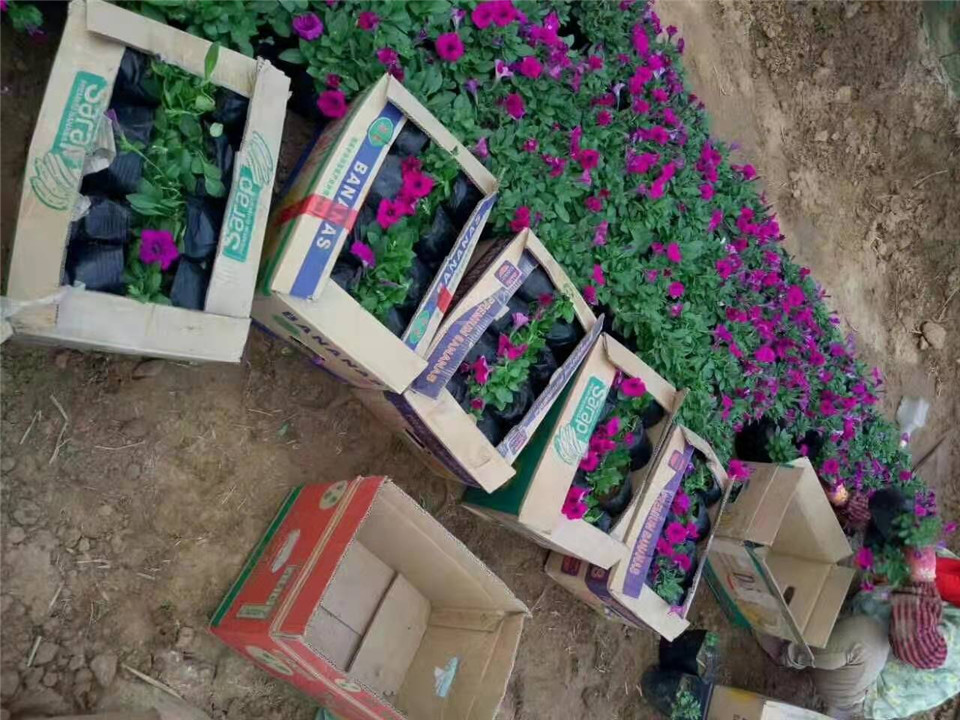 矮牵牛_花卉苗木_青州供应矮牵牛_报价 来华彬