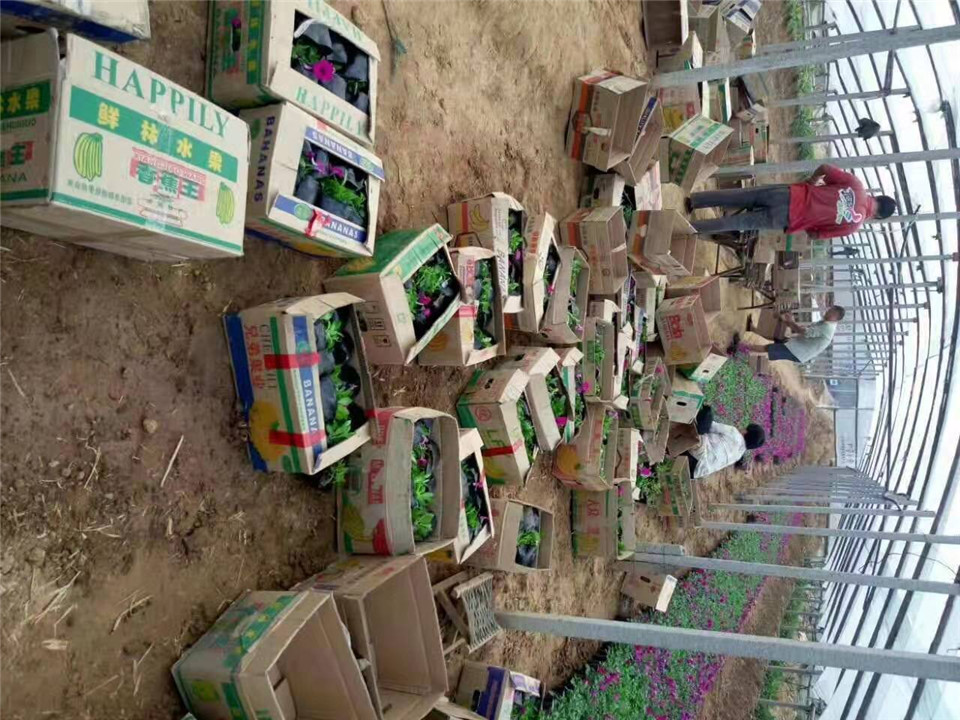 矮牵牛供应基地  花卉苗木  矮牵牛 报价 华彬