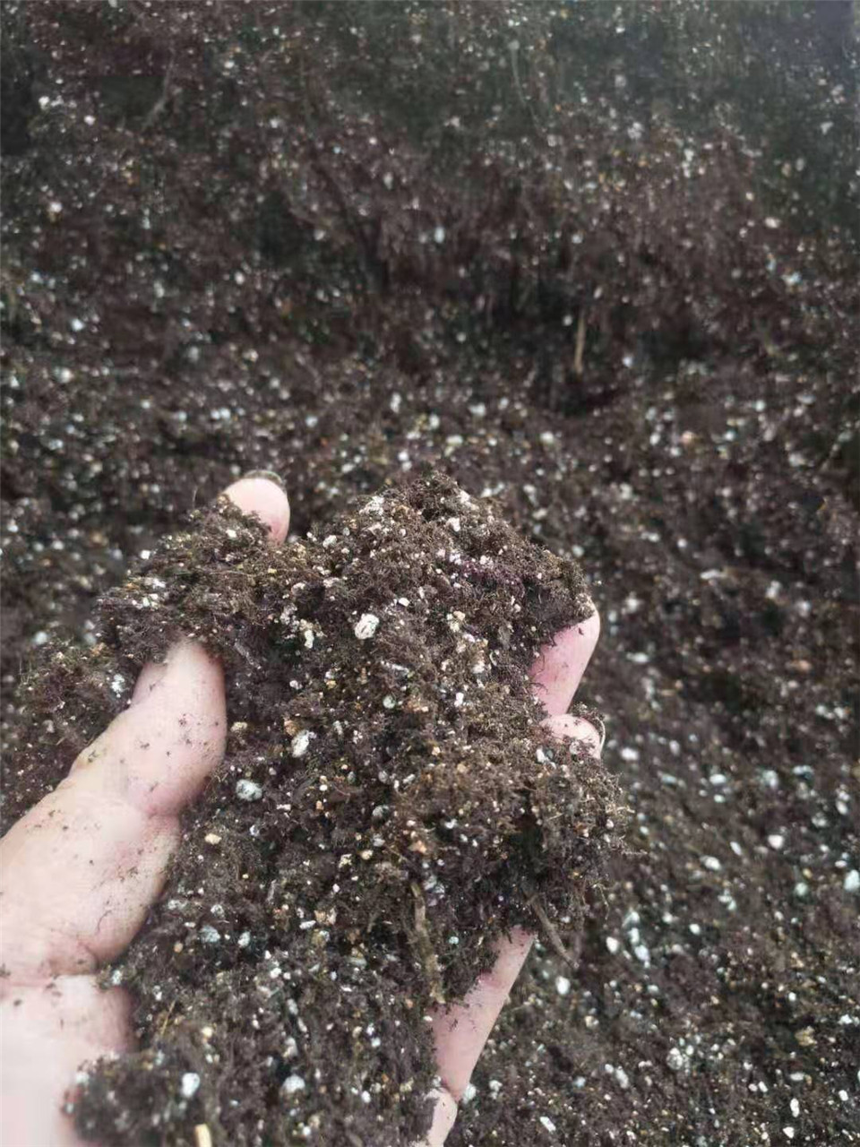 花卉种植 营养基质  育苗基质  批量供应