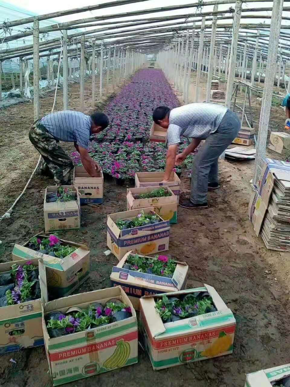 山东矮牵牛供应基地  华彬 花卉苗木供应基地  矮牵牛