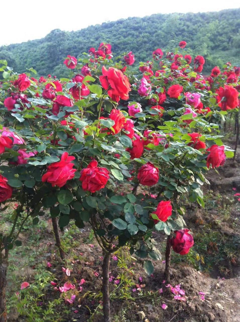月季树  多色月季树价格  树形月季树批发  月季树基地直销