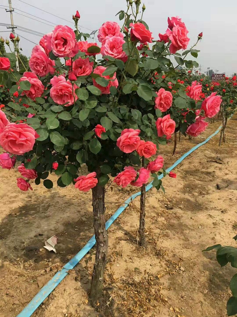 混色树形月季价格  树形月季批发  多色树形月季供应商