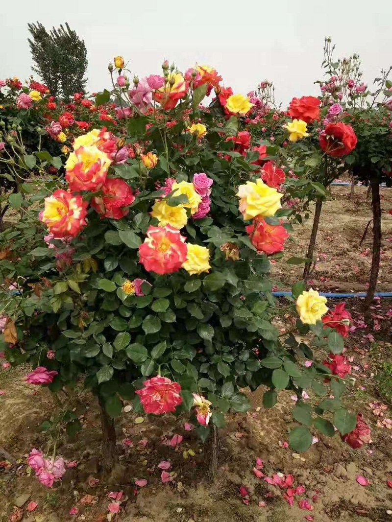 多色树形月季批发价格  山东混色树形月季供应商  月季树种植基地