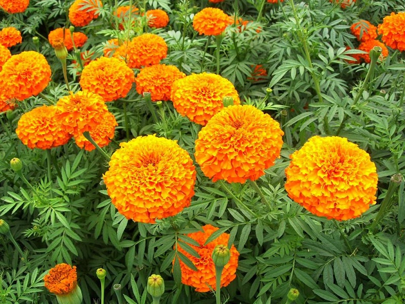 山东万寿菊批发_营养钵万寿菊价格