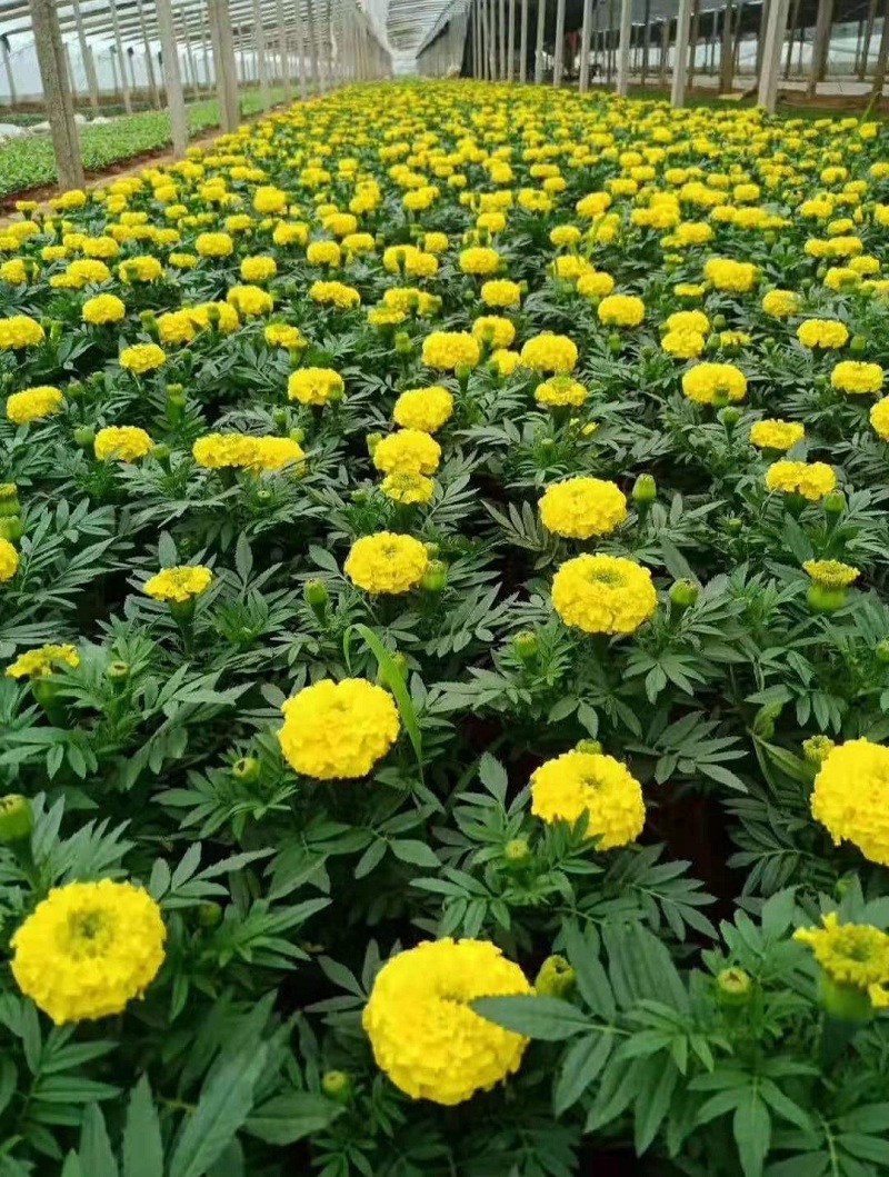 供应景观花卉种子-万寿菊 孔雀草 松果菊 矢车菊种籽 欣美园艺
