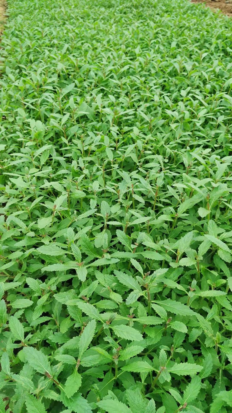 柳叶马鞭草价格 山东草花品种 青州马鞭草基地