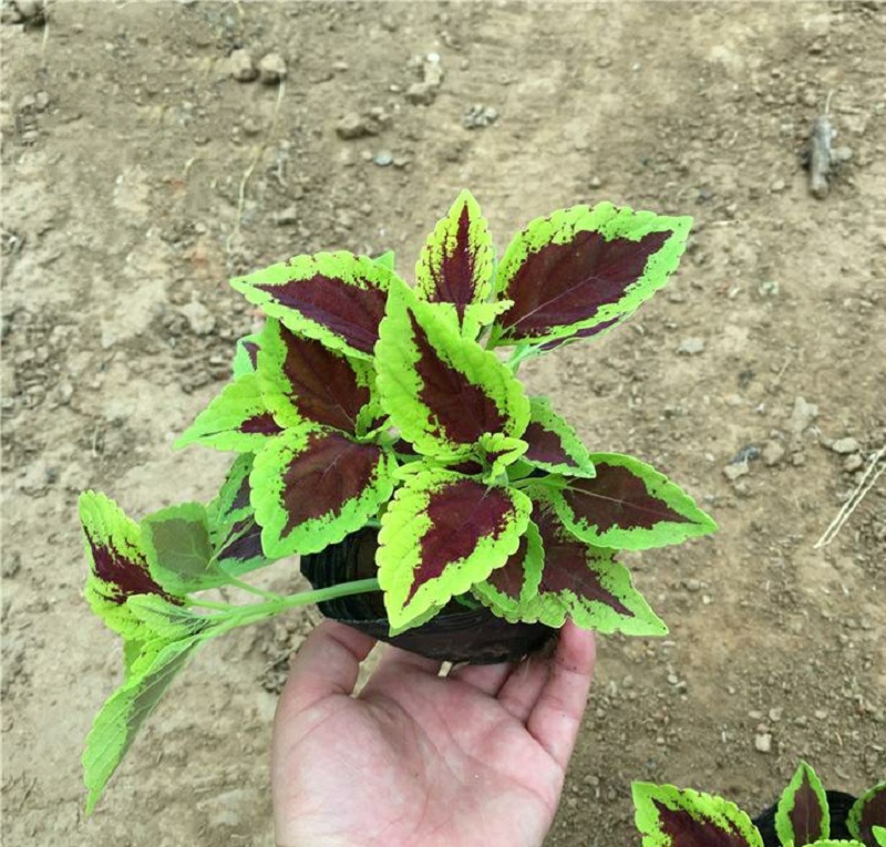 出售多色彩叶草 红彩叶草 黄彩叶草 火焰彩叶草 彩叶草基地