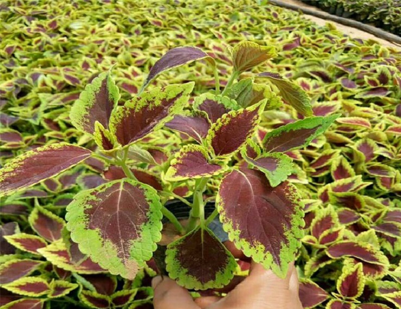 多年生草本彩叶草 青州花卉彩叶草基地 五色草红草绿草大叶红小叶红穴盘苗