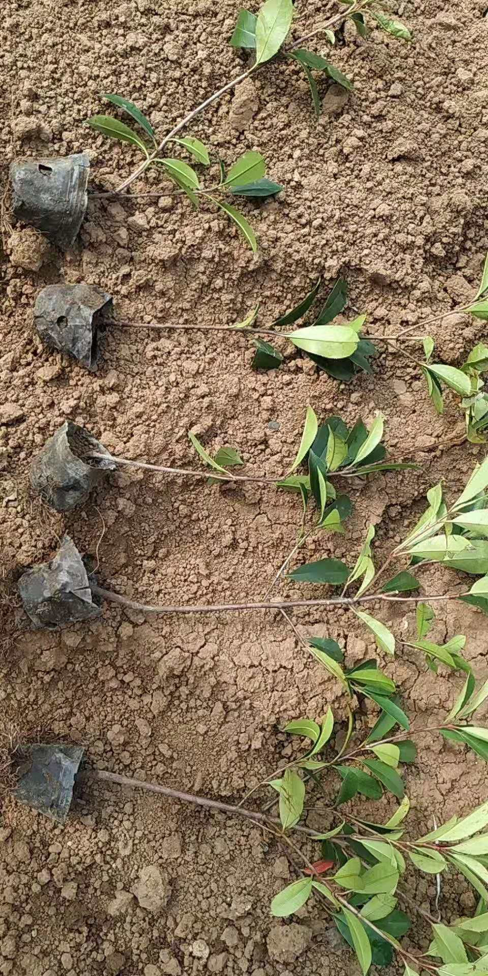 青州 批售 红叶石楠培育基地  红叶石楠种植基地