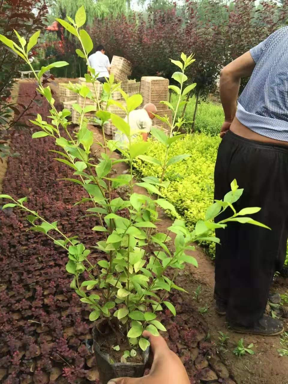 金叶女贞种苗 金叶女贞苗急售 出售金叶女贞