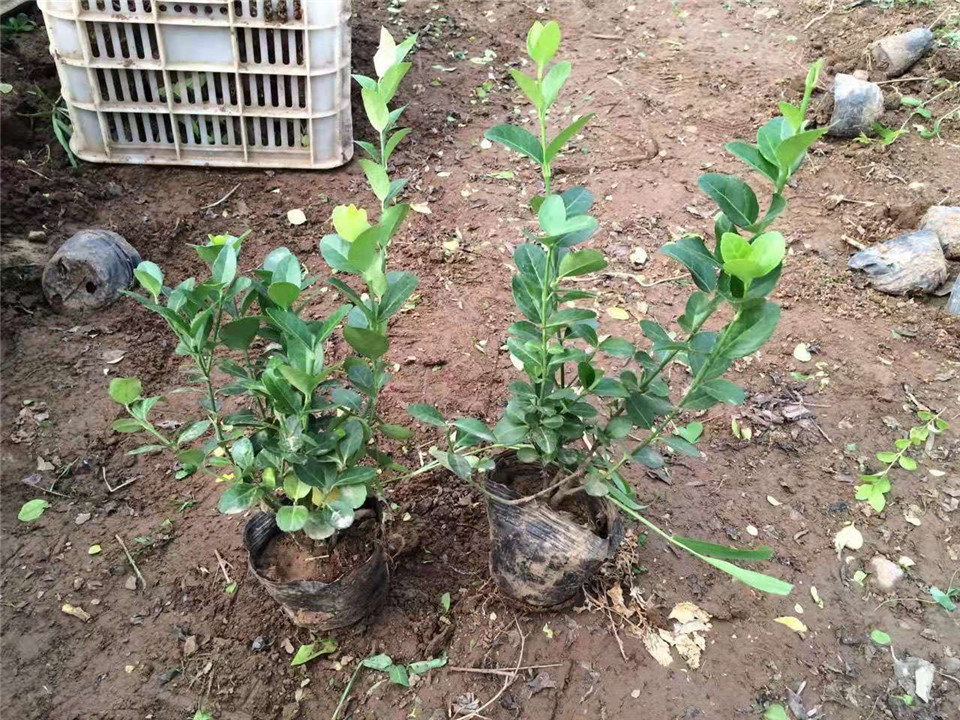 山东卫矛批发价格 宿根花卉供应基地 华彬花卉