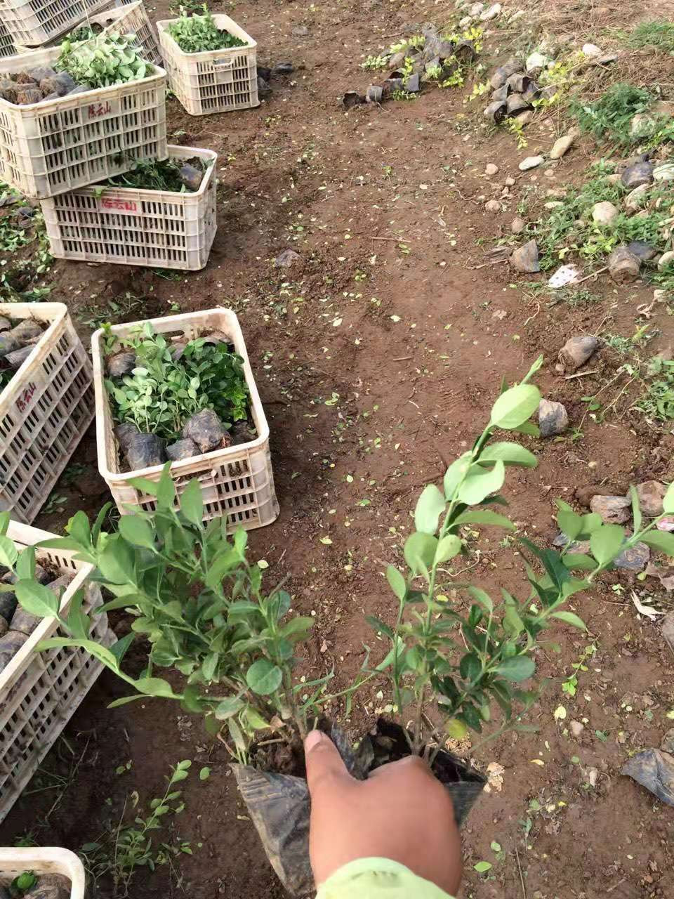 花卉直销 卫矛供应基地  卫矛种植基地
