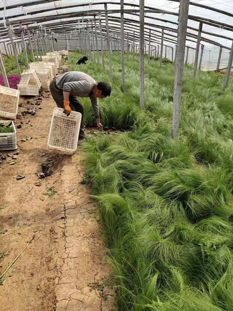 常绿观赏细茎针茅 墨西哥羽毛草供应量大 营养袋墨西哥羽毛草