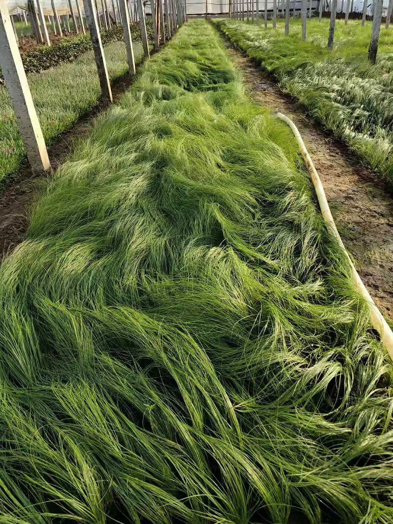 细茎针茅 基地直销 墨西哥羽毛草 盆栽 品种齐全 量大优惠