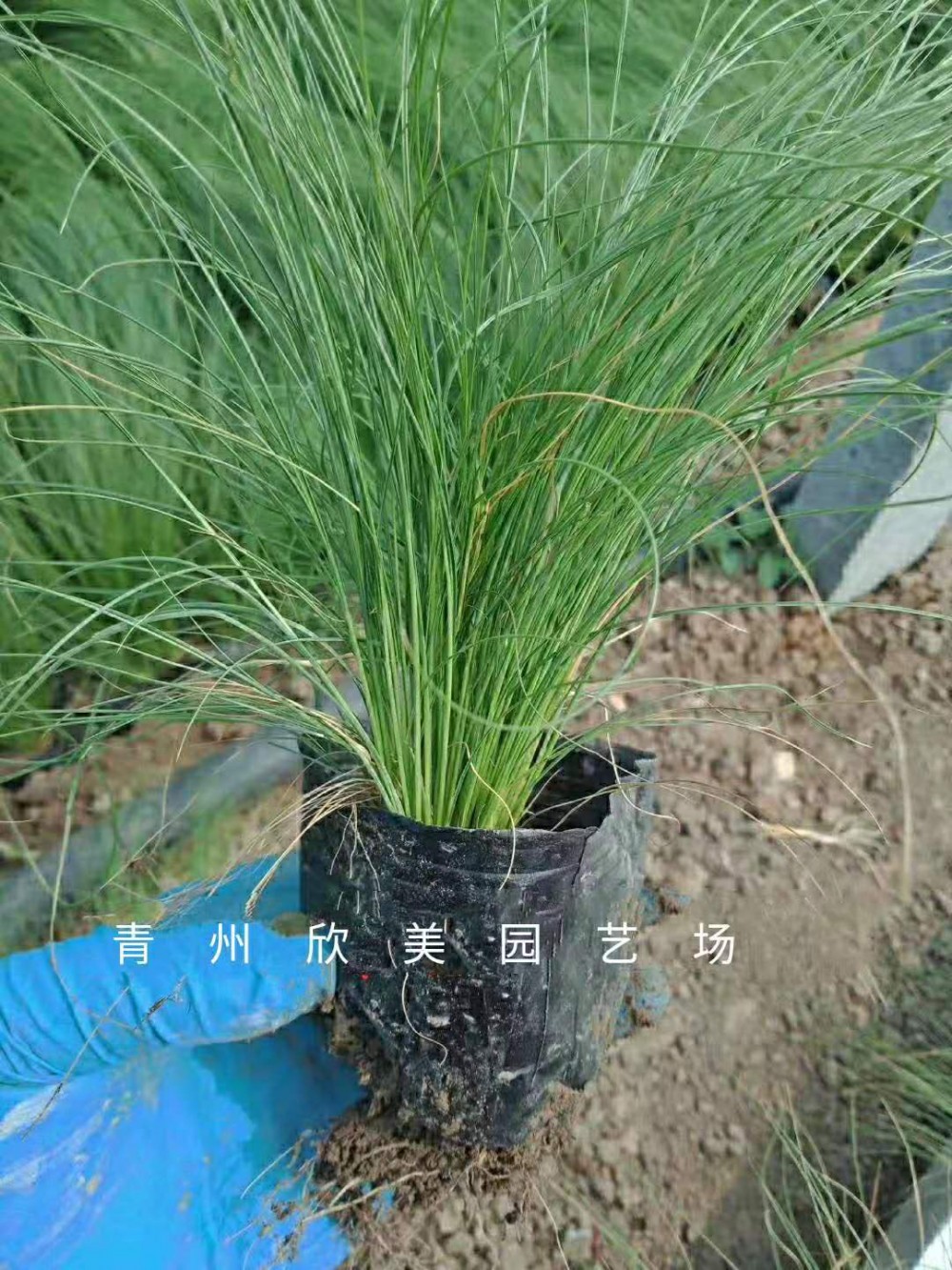供应墨西哥羽毛草 墨西哥羽毛草批发商 墨西哥羽毛草价格