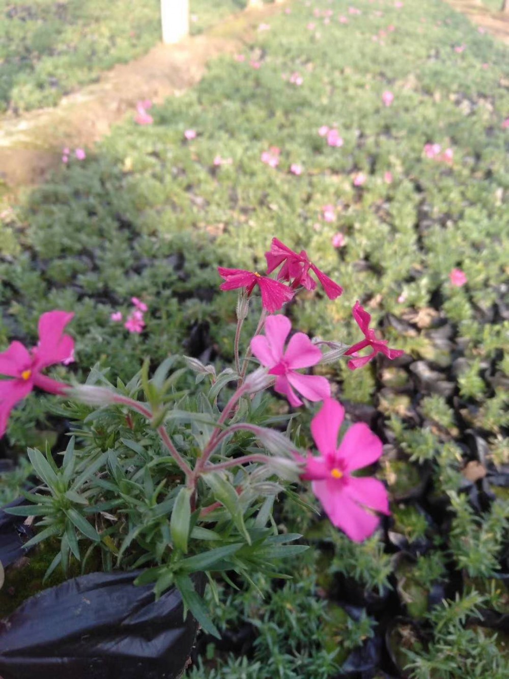 大量供应地被植物福禄考报价  大量供应质量保障