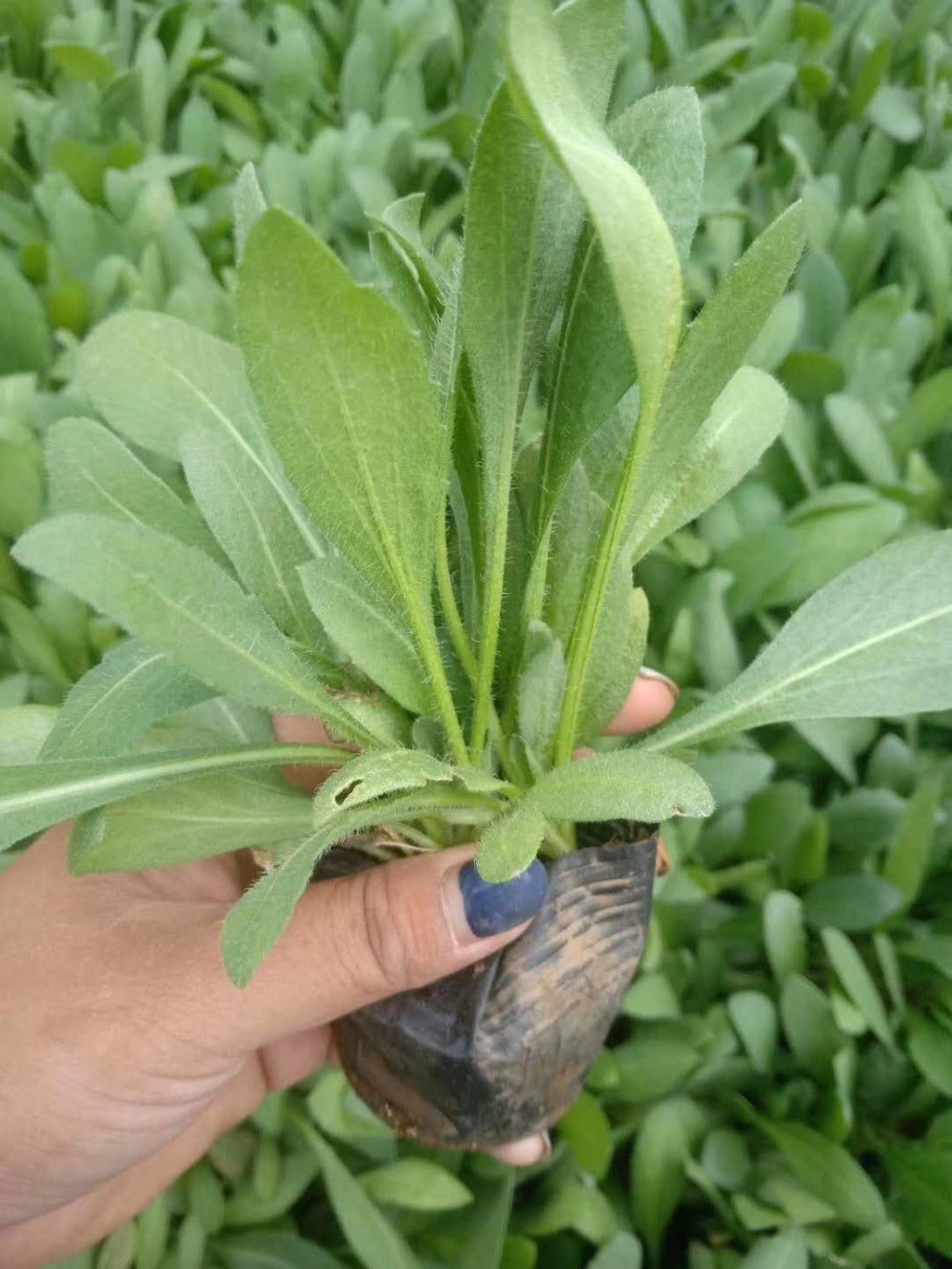 天人菊批发   多芽天人菊