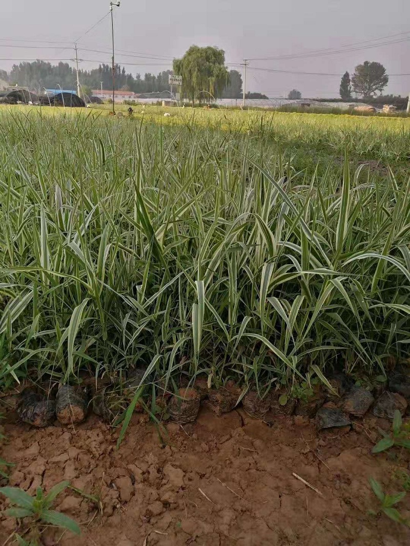 供应花叶芦竹苗大量批发 花叶芦竹价格 江苏花叶芦竹种植基地