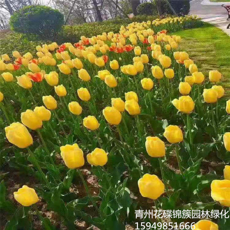 山东批发小苗郁金香