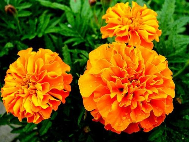 孔雀草 观赏盆栽时令花卉 孔雀草盆栽市政绿化时令草花