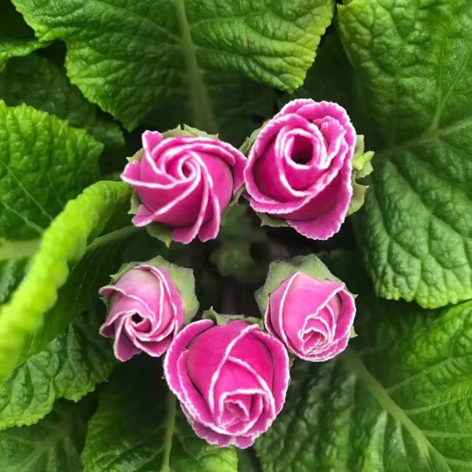 报春花—秀明花卉
