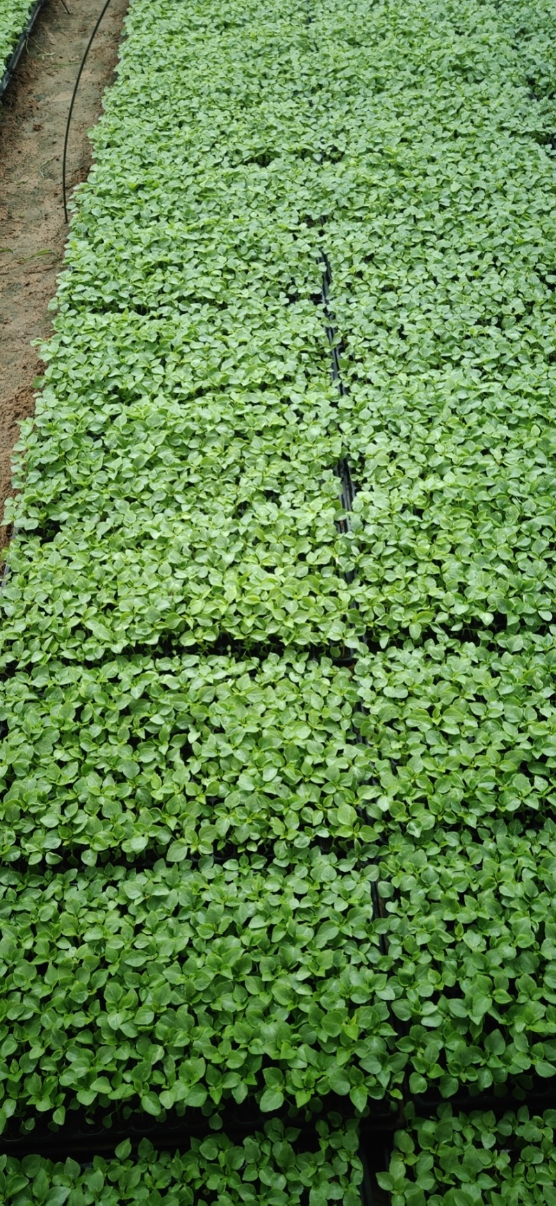 凤仙花小苗 花卉绿植盆栽地栽 阳台内室植物盆景 花卉种子