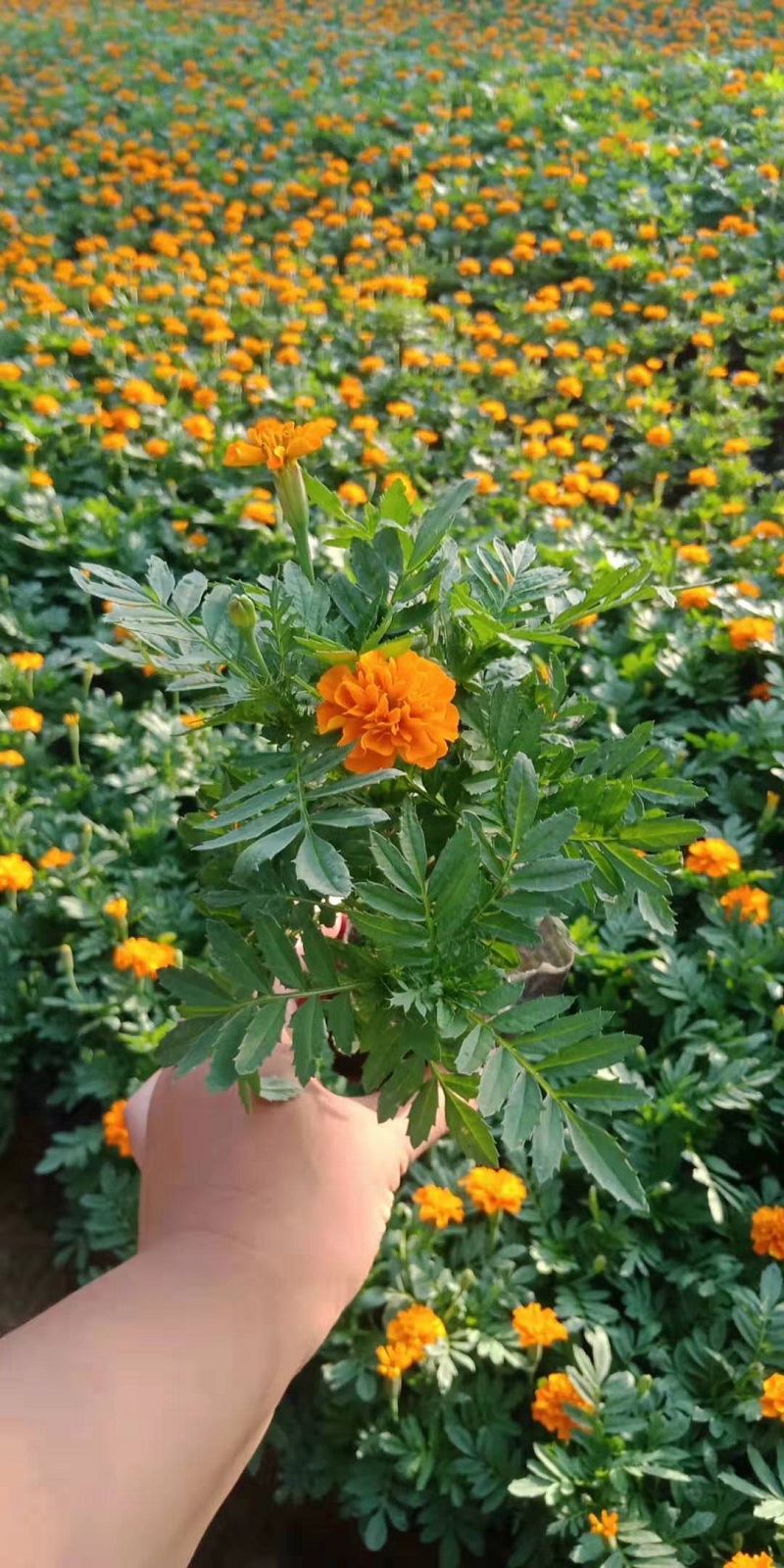 孔雀草批发 红黄草价格 供应红黄草 红黄草种植基地