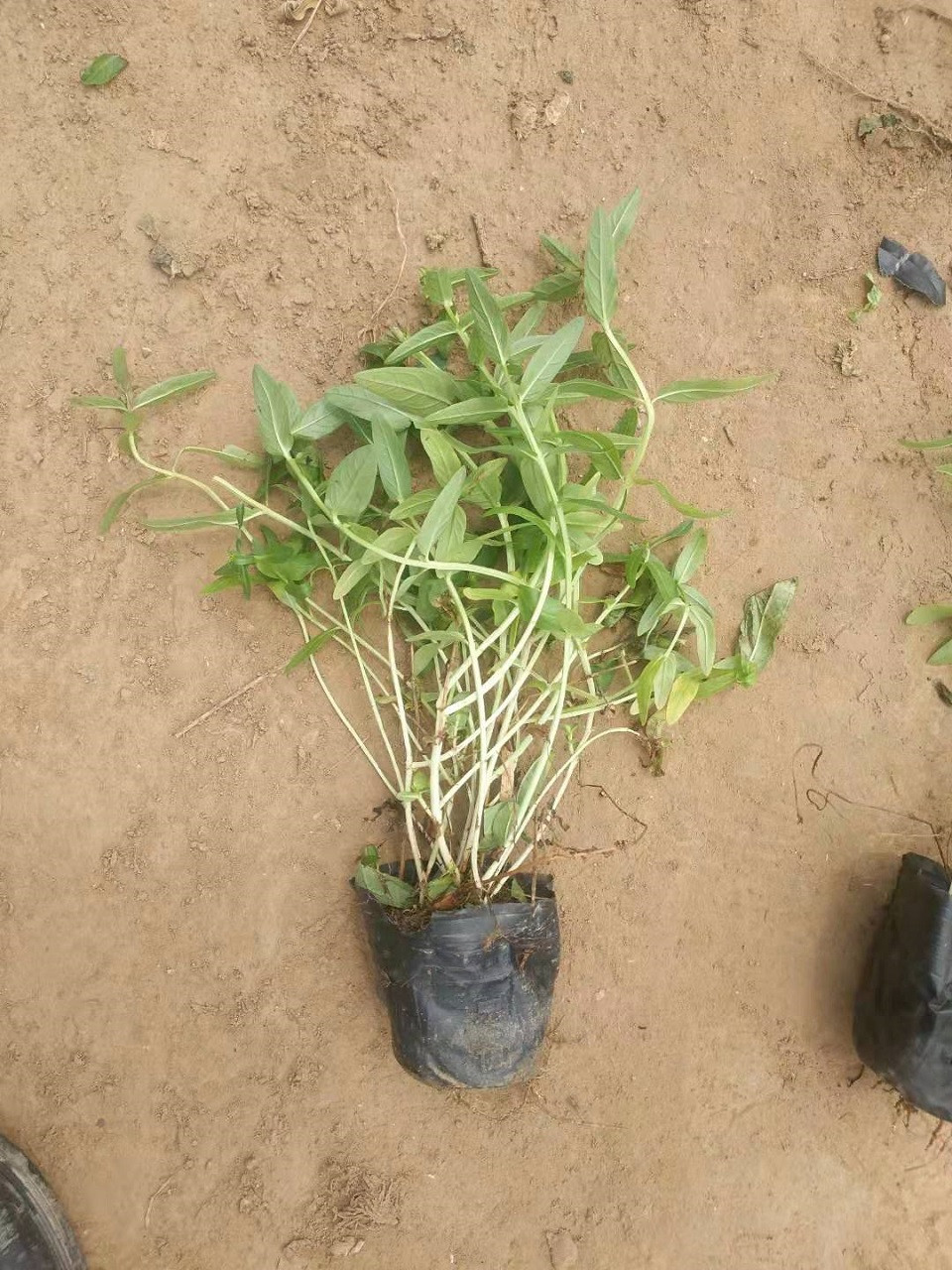 大量供应千屈菜   青州千屈菜批发商 价格优惠