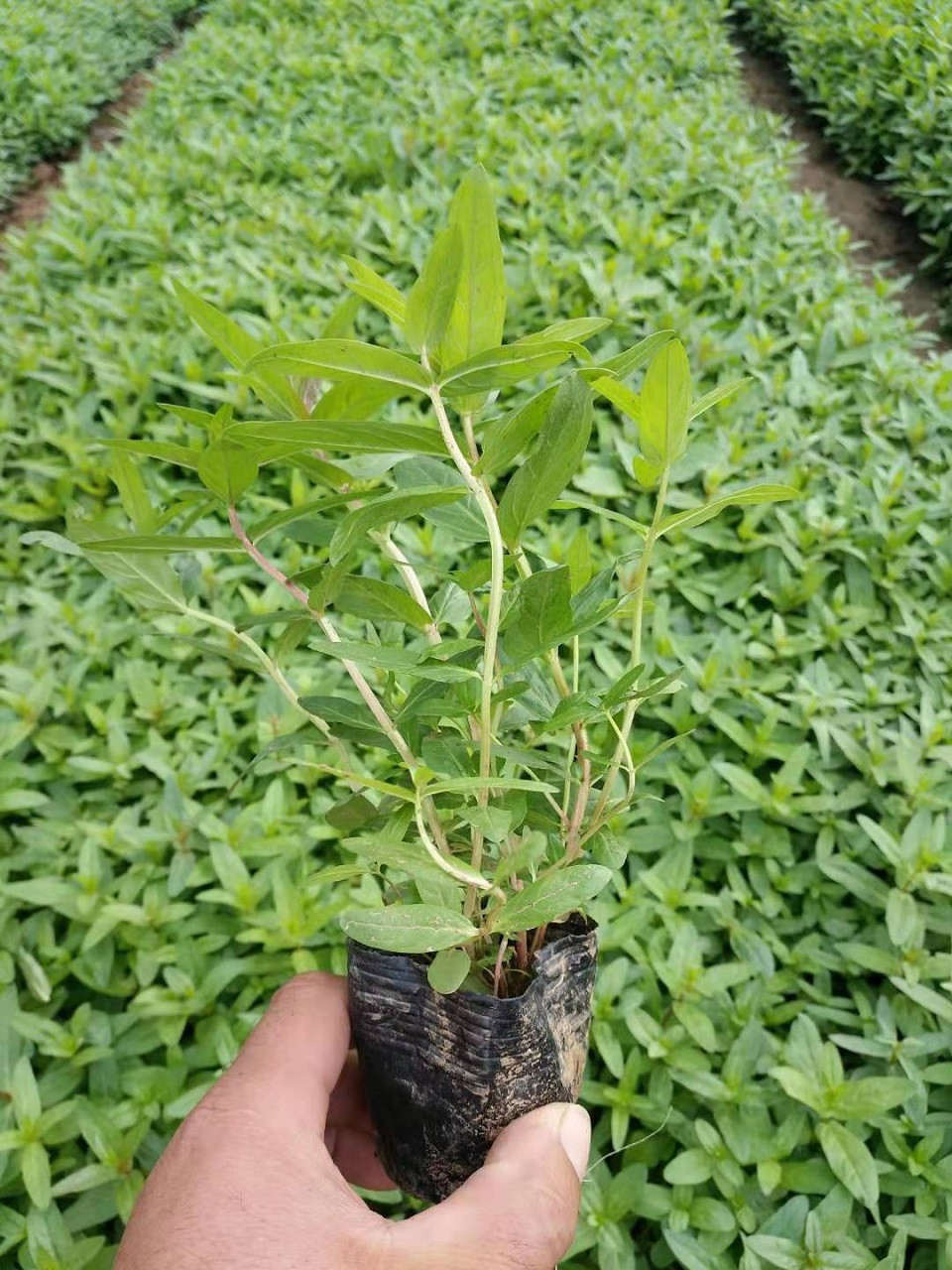 全国热卖 长期供应千屈菜 青州千屈菜培育基地