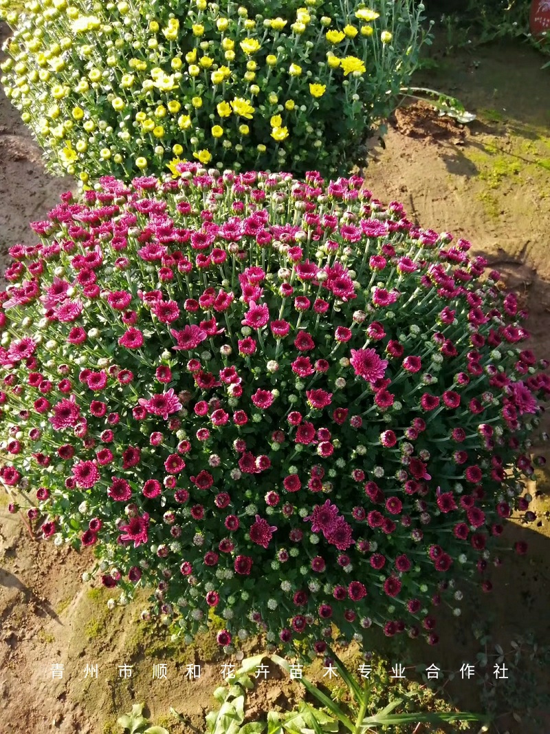 国庆菊批发价格