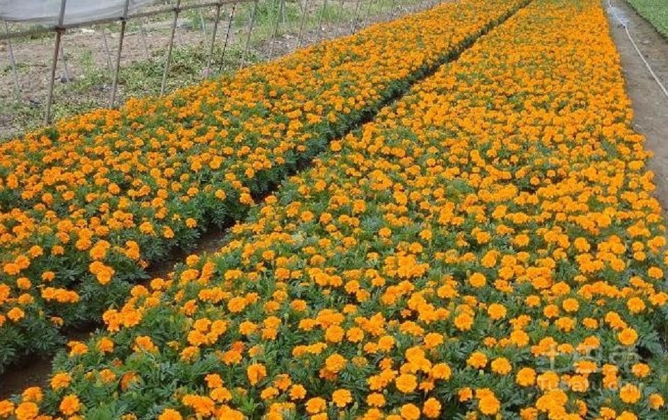 青旺大量供应孔雀草 孔雀草种苗 北京草花品种