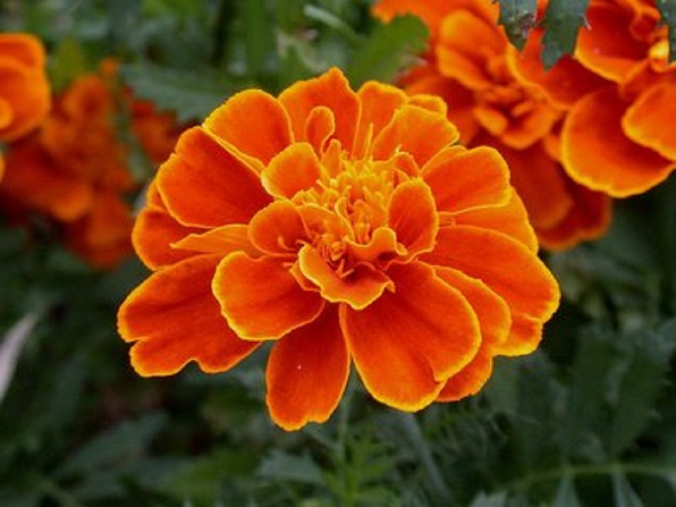 苗圃供应孔雀草 各种时令草花基地直销 孔雀草批发价格 青旺花卉