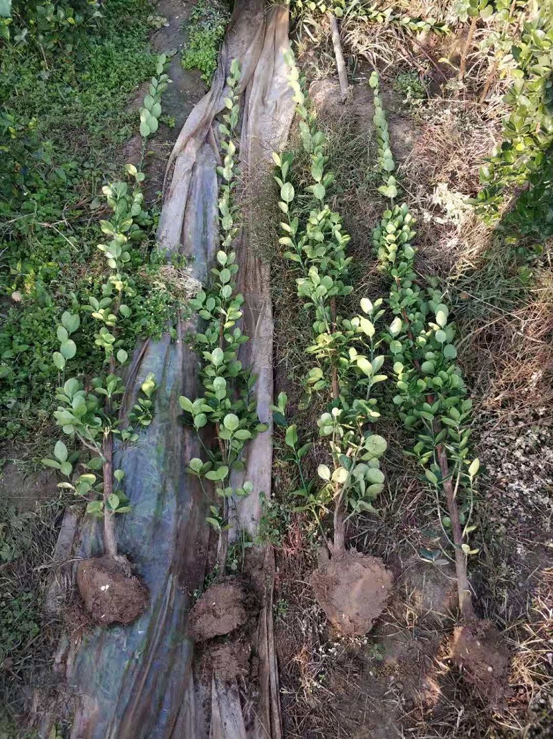山东欣美园艺 供应北海道黄杨
