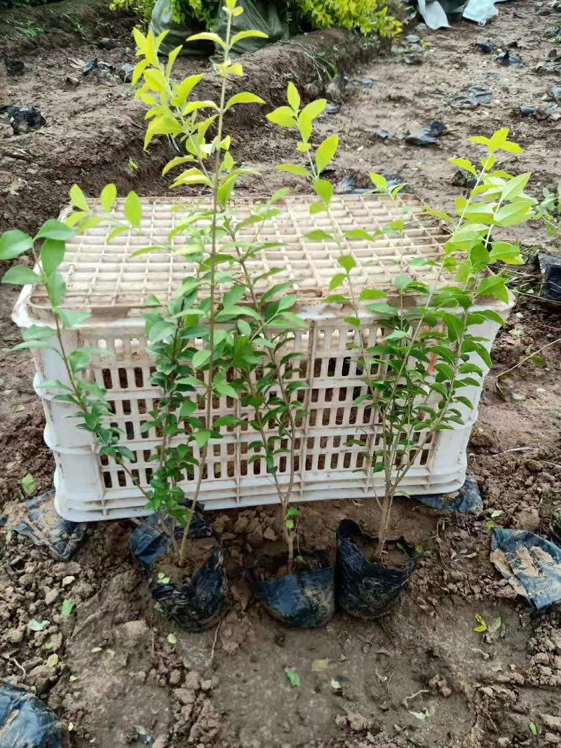基地直销金叶女贞 绿化苗木批发 园林常绿花卉盆栽
