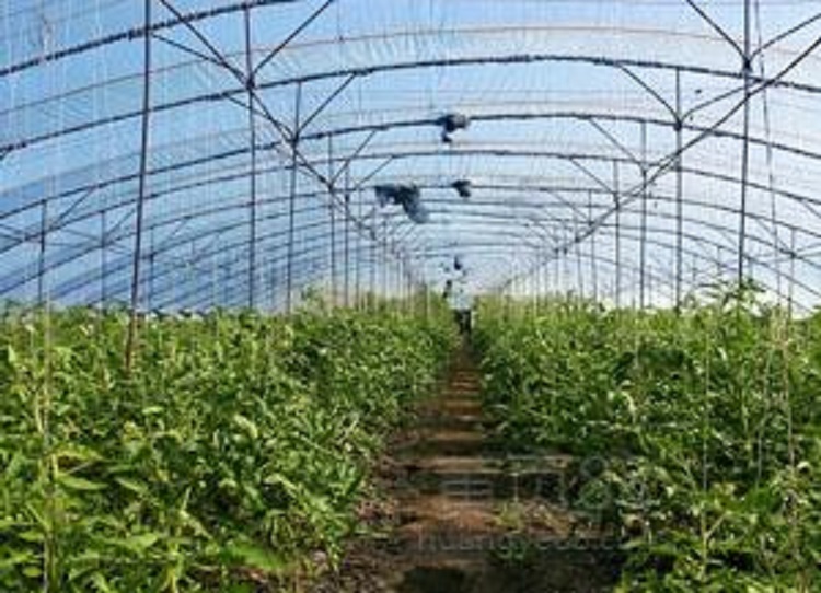 PO农膜价格 PO膜报价 大棚po膜厂家直销