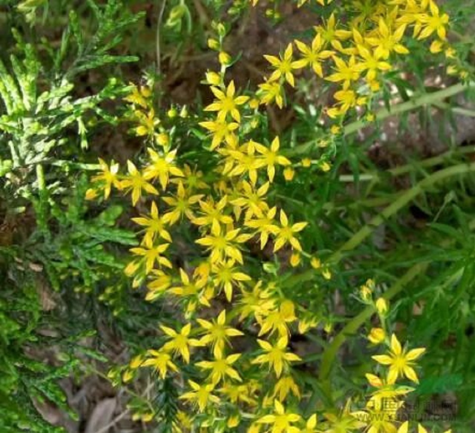 安徽三七景天种植基地 三七景天种植基地