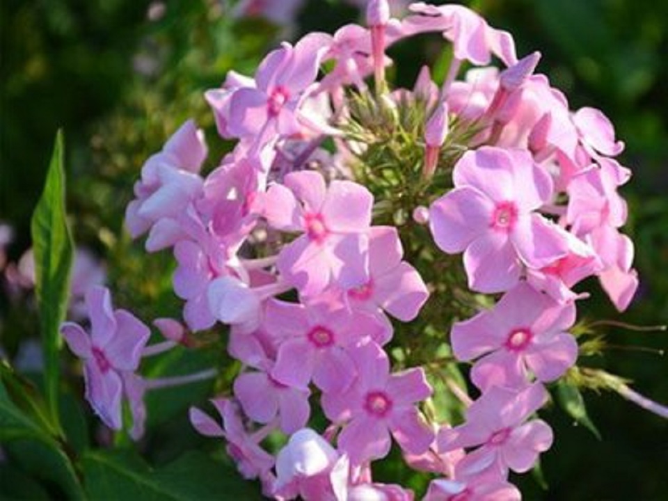 山东美女樱培育基地 美女樱培育基地