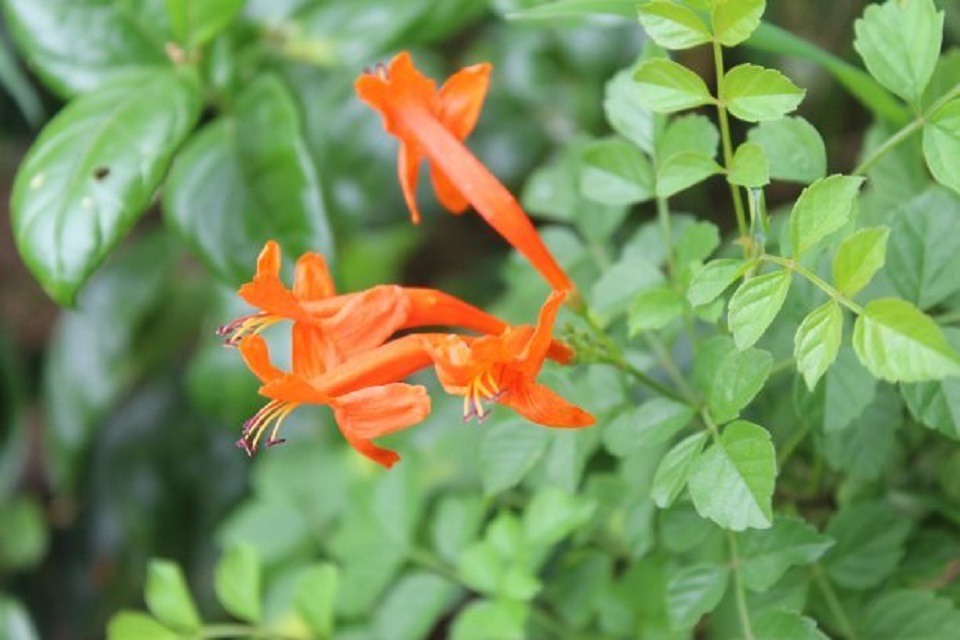 江苏凌霄花种植基地 凌霄花种植基地