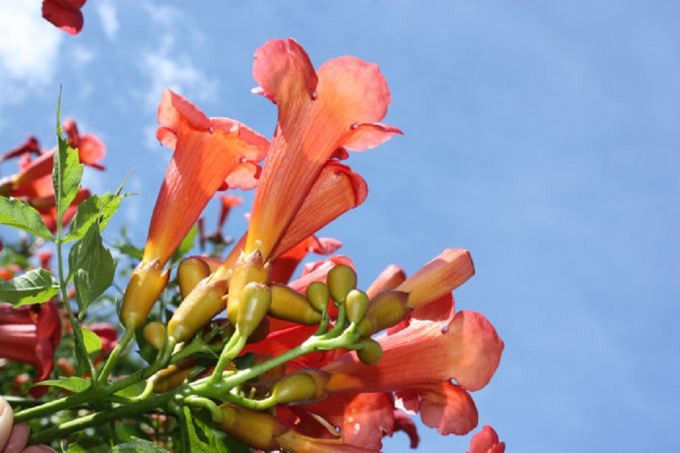 河南凌霄花批发 凌霄花批发