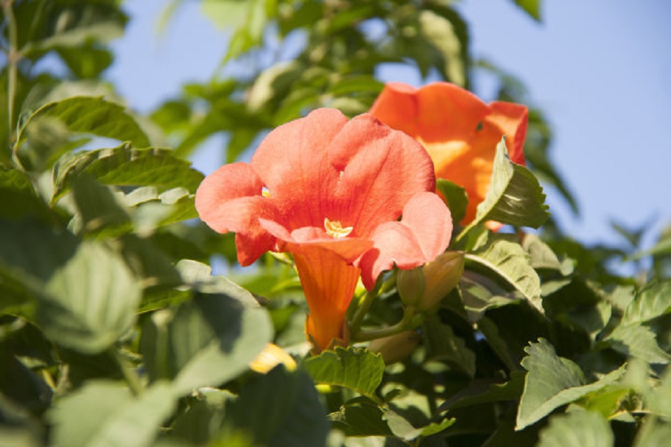 河北凌霄花批发 凌霄花批发